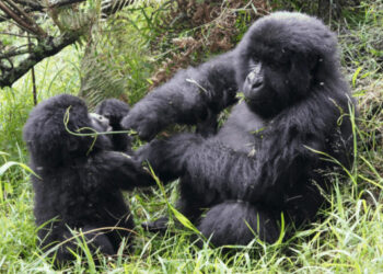 parc des Virunga