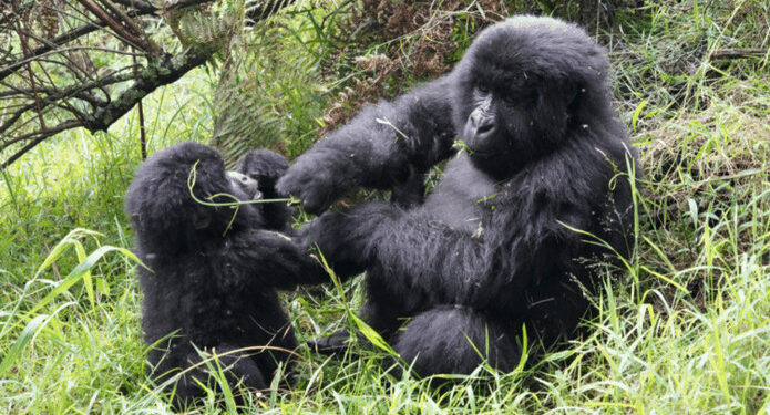parc des Virunga