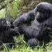 parc des Virunga
