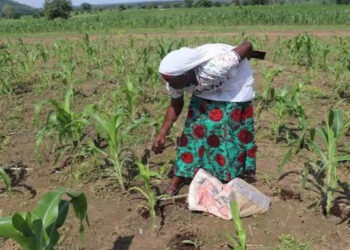 Agriculture biologique