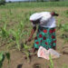 Agriculture biologique