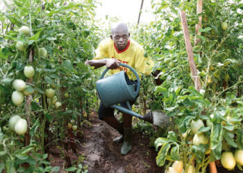 Agriculture